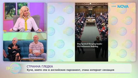 изображение на Куче, което спи в английския парламент стана интернет сензация | На кафе | 23 апр. 2026