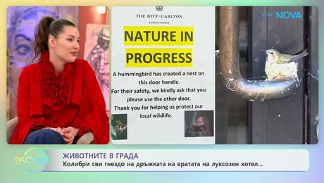 изображение на Животните в града | На кафе | 29 апр. 2026