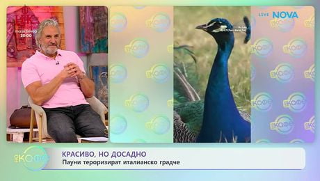 изображение на Пауни тероризират италианско градче | На кафе | 14 май 2026