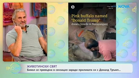 изображение на Бивол се превърна в сензация заради приликата си с Доналд Тръмп | На кафе | 20 май 2026