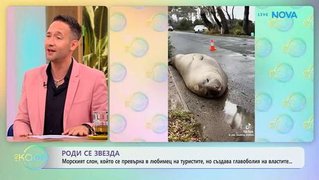 изображение на Морски слон се превърна в любимец на туристите, но създава главоболия на властите | На кафе | 1 юли 2026
