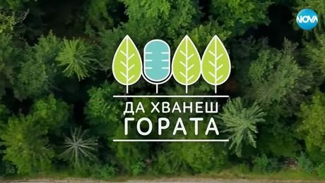 изображение на Да хванеш гората