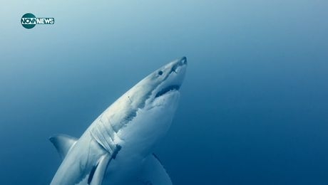 изображение на VOA технологии: Наука за акулите