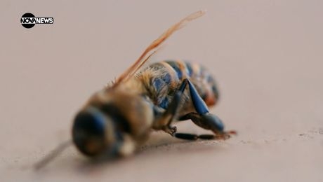изображение на VOA технологии: Наука за пчелите