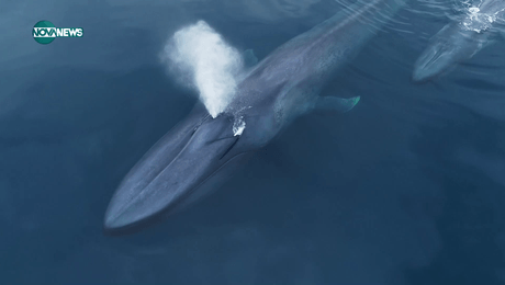 изображение на VOA технологии: Китове